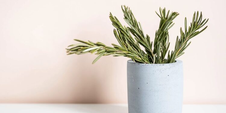 Plantas milagrosas que ajudam a espantar insetos!