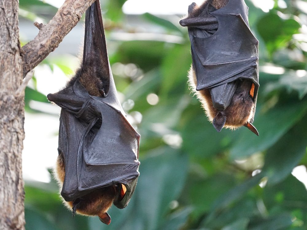 Tem morcegos em casa? Veja como espantá-los!