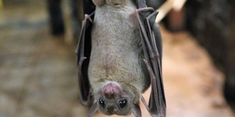 Tem morcegos em casa? Veja como espantá-los!