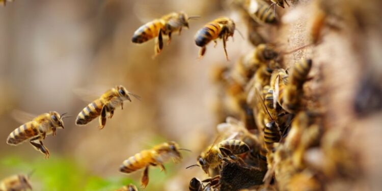 Tem muita abelha na cozinha? Veja o que fazer para espantar