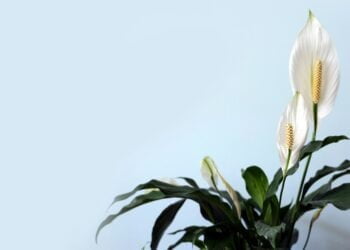 plantas que ajudam a evitar o mofo