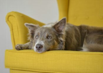 como manter sofá livre de pelos de pets