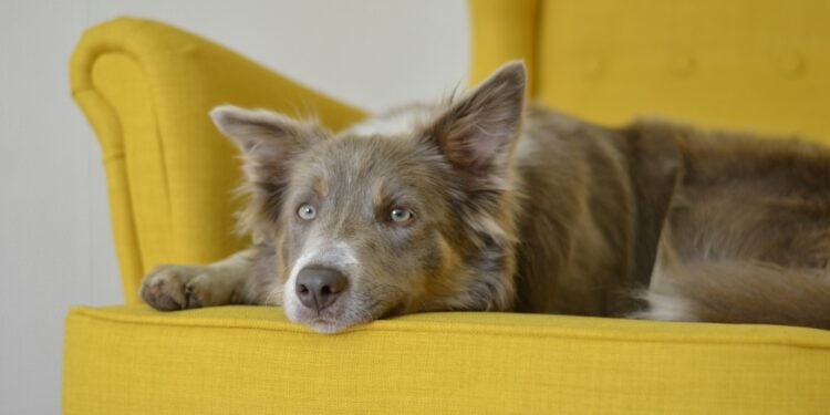 como manter sofá livre de pelos de pets