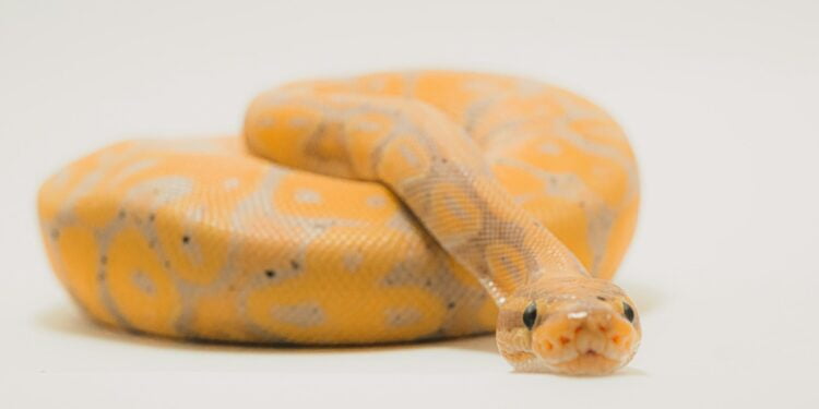 o que significa sonhar com cobra