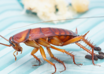 Lar Livre de Baratas com Essas 5 Plantas; Confira dicas!