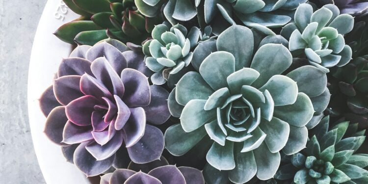 como cuidar de suculentas