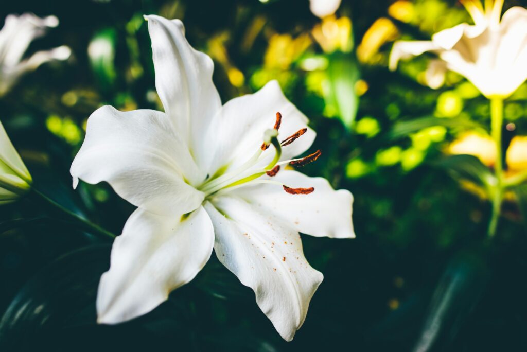 plantas para decorar em junho