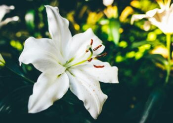 plantas para decorar em junho