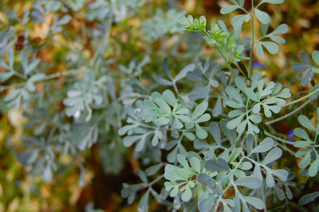 plantas que afastam a inveja