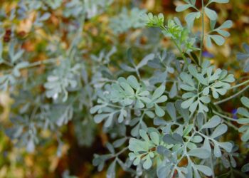plantas que afastam a inveja