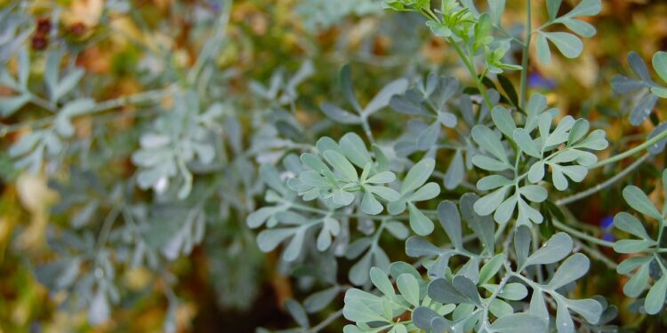plantas que afastam a inveja