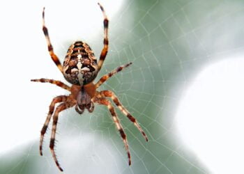 o que significa sonhar com aranha