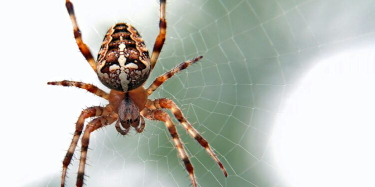 o que significa sonhar com aranha