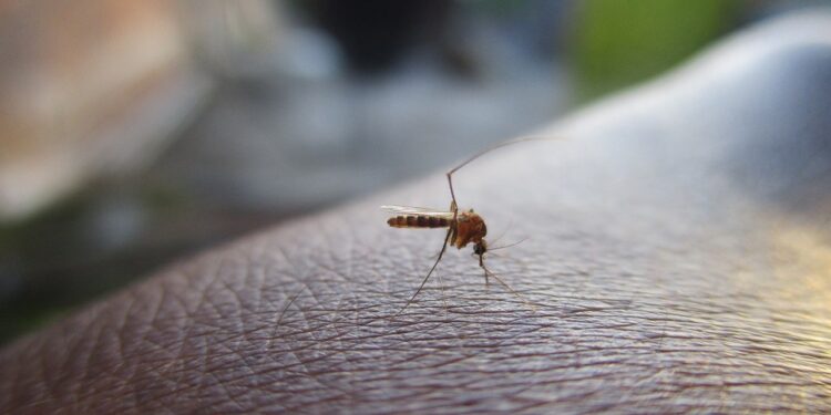 Casa livre de Insetos 5 Dicas para Espantar Mosquitos e Pernilongos!