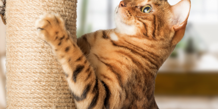 brinquedos-caseiros-para-gatos