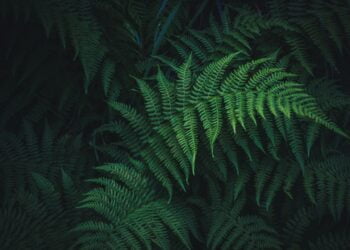 como cuidar de samambaia