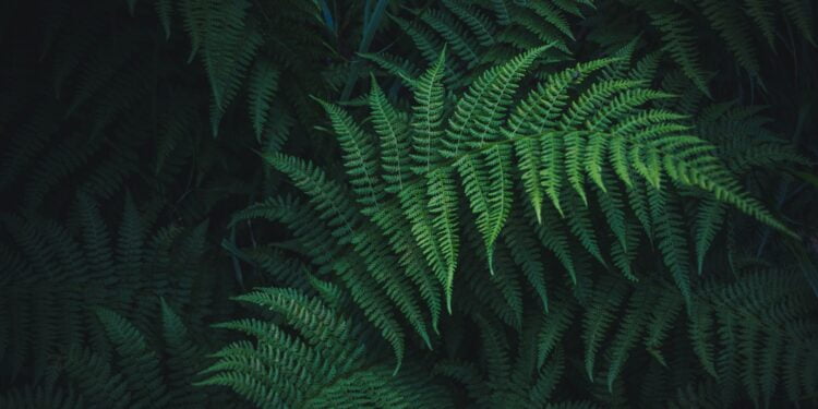 como cuidar de samambaia