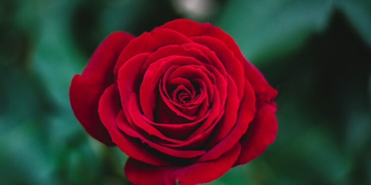 flores para presentear no dia dos namorados