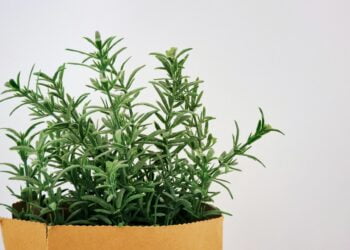 plantas que atraem sorte