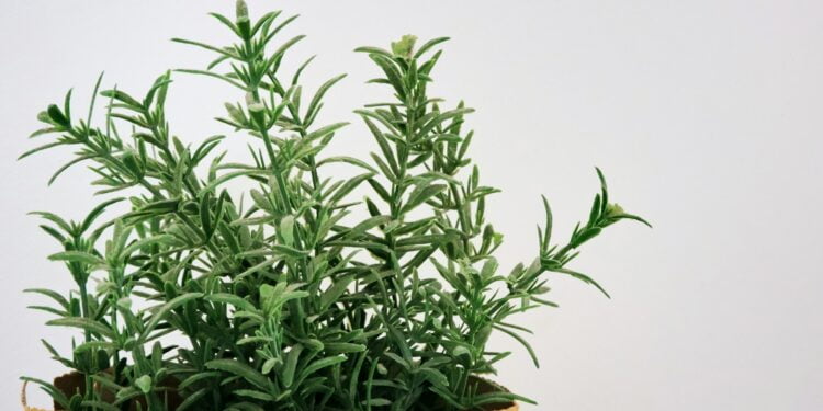 plantas que atraem sorte