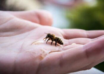 O que significa sonhar com abelha