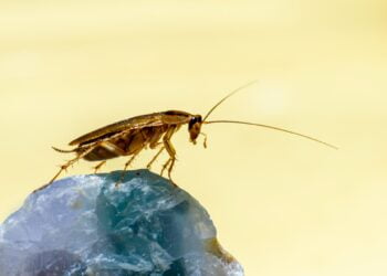 o que significa sonhar com barata