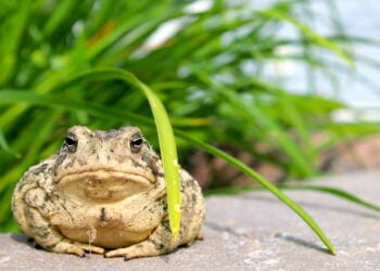 o que significa sonhar com sapo