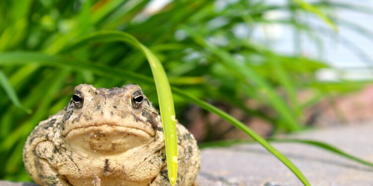 o que significa sonhar com sapo