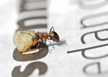 Formigas Intrusas Descubra Como Manter Sua Cozinha Livre delas!