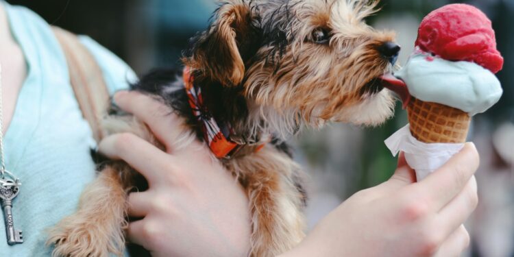 alimentos humanos proibidos para o pet