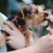 alimentos humanos proibidos para o pet