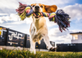 brinquedos-caseiros-para-cachorro