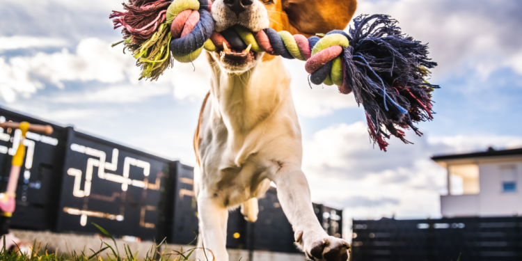 brinquedos-caseiros-para-cachorro