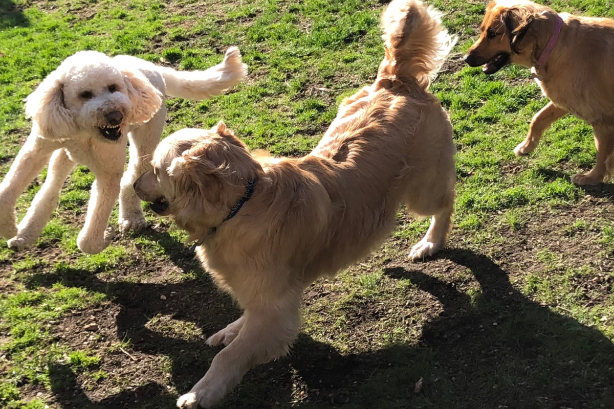 creche-para-cachorro