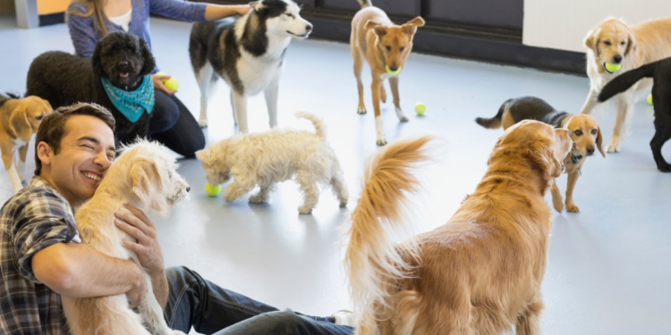 creche-para-cachorro