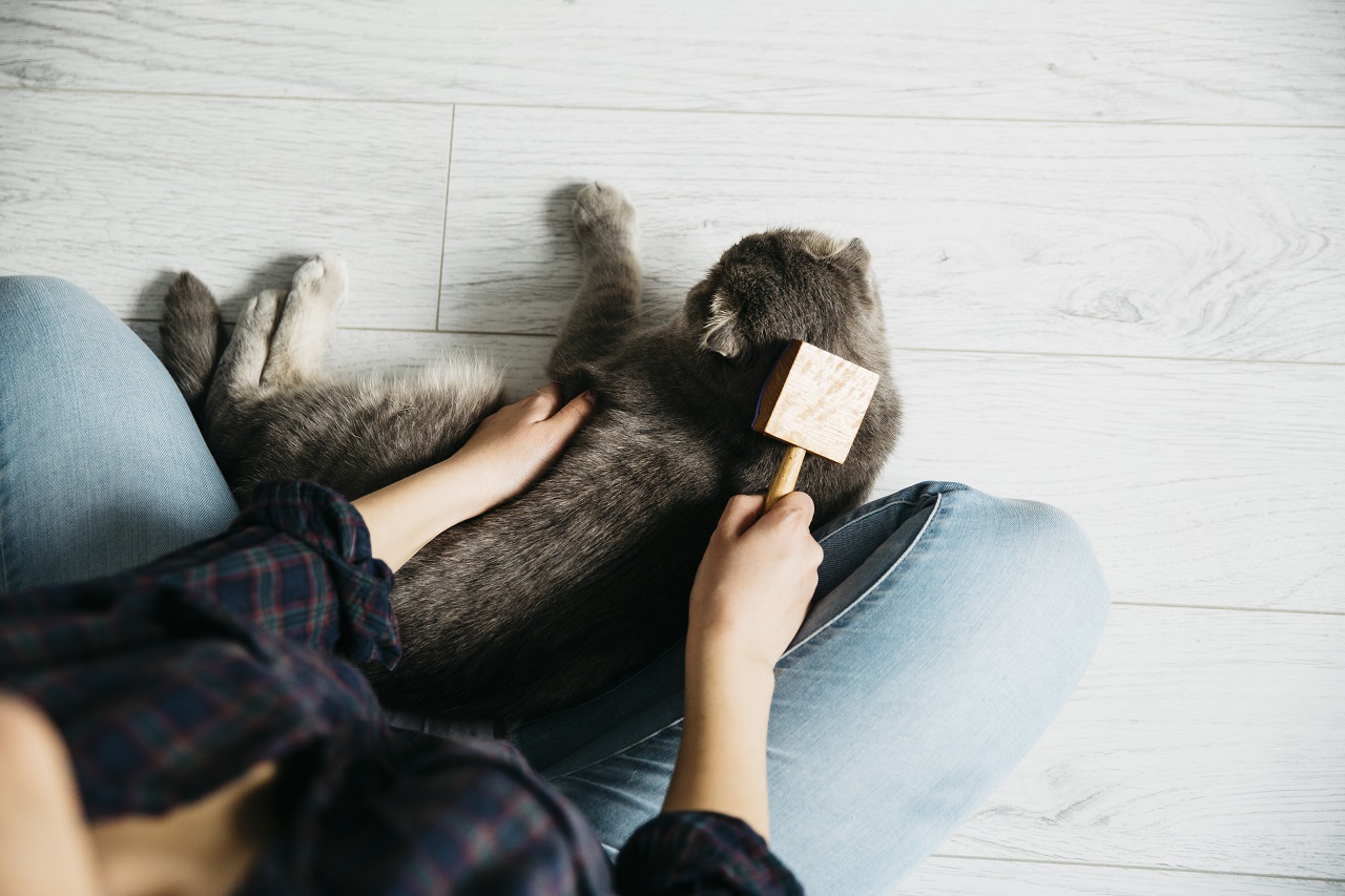 Pelos por Toda Parte? Dicas para uma Casa Sempre Limpa!