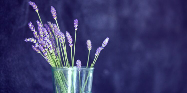 flores de inverno para decorar casa e jardim