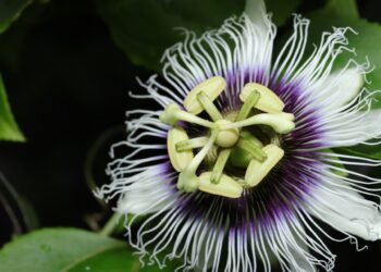 Remédios naturais para ansiedade