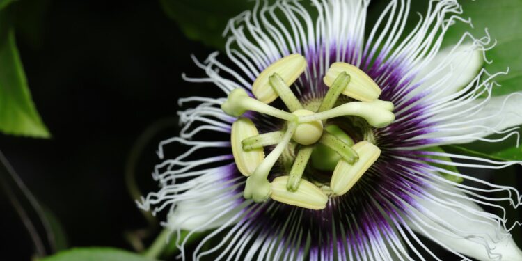 Remédios naturais para ansiedade