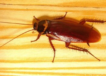 Casa Livre de Baratas? Veja Como Com 5 Soluções Sustentáveis e Naturais!