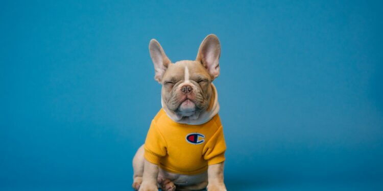 como proteger pet do frio