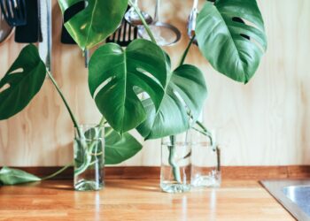 monstera plantas para cozinha