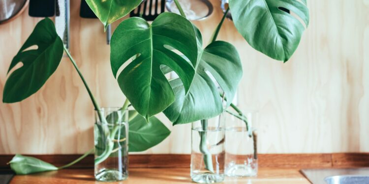 monstera plantas para cozinha