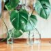 monstera plantas para cozinha