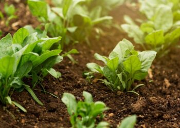 Revolucione Sua Cozinha: Cultive Temperos Frescos em Casa com Estas Dicas!