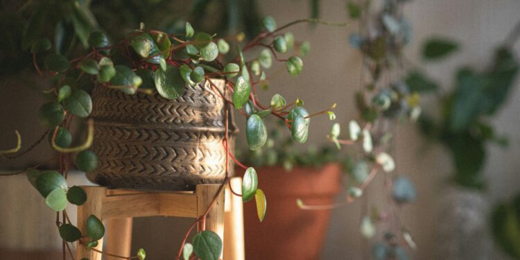 plantas para casa pequena