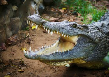 o que significa sonhar com jacaré