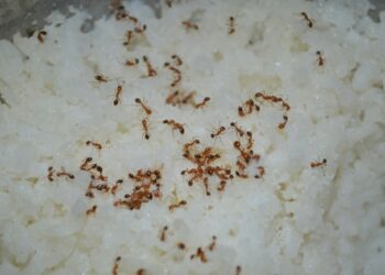 dicas para acabar com formigas na cozinha