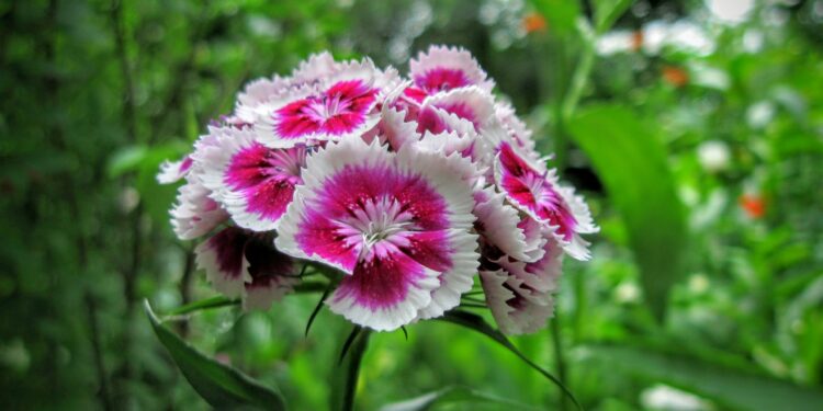 flores de primavera