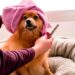 como dar banho em pets em casa